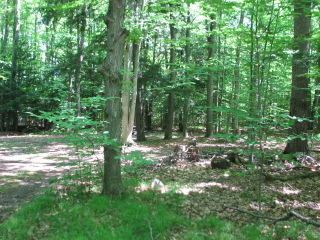 Thumbnail Photo #5 of Parcel 40W, in Rose Lake Township, Osceola County, near Leroy and Tustin, Michigan