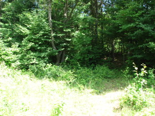 Thumbnail Photo #7 of Parcel 42, in Rose Lake Township, Osceola County, near Leroy and Tustin, Michigan