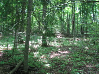Thumbnail Photo #5 of Parcel 67, in Rose Lake Township, Osceola County, near Leroy and Tustin, Michigan