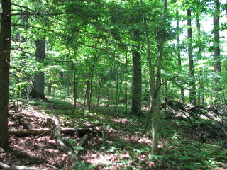 Thumbnail Photo #6 of Parcel 67, in Rose Lake Township, Osceola County, near Leroy and Tustin, Michigan