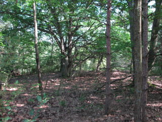 Thumbnail Photo #10 of Parcel J1, in Ellsworth Township, Lake County, near Luther, Michigan