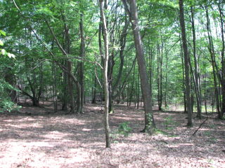 Thumbnail Photo #3 of Parcel J1, in Ellsworth Township, Lake County, near Luther, Michigan