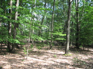 Thumbnail Photo #5 of Parcel J1, in Ellsworth Township, Lake County, near Luther, Michigan