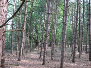 Thumbnail Photo #6 of Parcel J1, in Ellsworth Township, Lake County, near Luther, Michigan