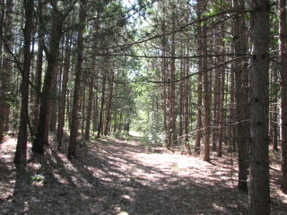 Thumbnail Photo #7 of Parcel J1, in Ellsworth Township, Lake County, near Luther, Michigan