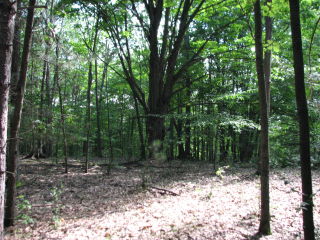 Thumbnail Photo #8 of Parcel J1, in Ellsworth Township, Lake County, near Luther, Michigan