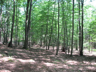 Thumbnail Photo #9 of Parcel J1, in Ellsworth Township, Lake County, near Luther, Michigan
